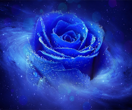 Blue Rose Live Wallpaper Apper Pa Google Play