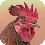 Cover Image of Download Rooster Sounds  APK