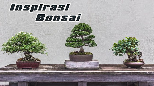 Inspirasi Desain Bonsai
