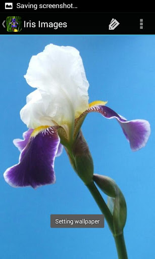 IrisBG Daily Iris Bloom