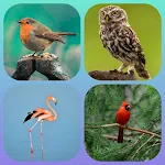 Cover Image of डाउनलोड Bird Wallpapers 9.8 APK