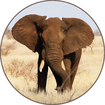 Imágen 1 elefante Sonidos android