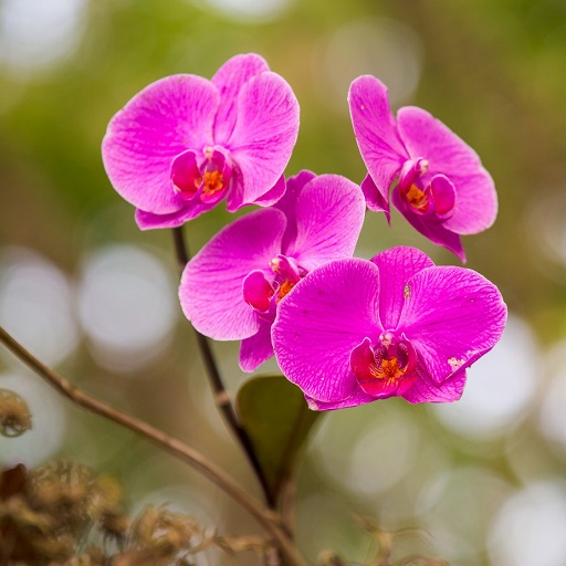 Orchid Wallpaper HD logo