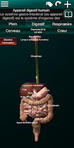 Organes Internes 3D Anatomie