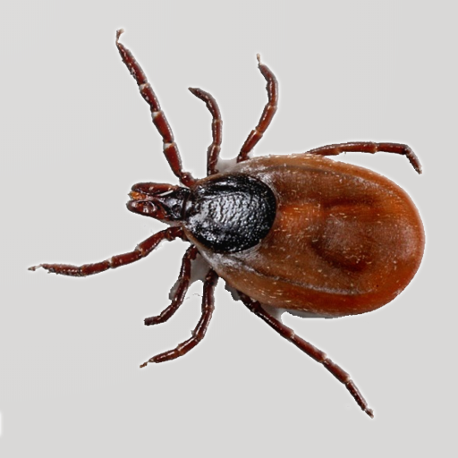 Key to Bloodsucking Insects in logo