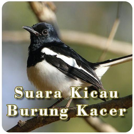 Suara Kicau Burung Kacer