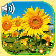 Sunflowers live wallpaper