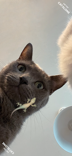 CAT ALONE - Cat Toy 1