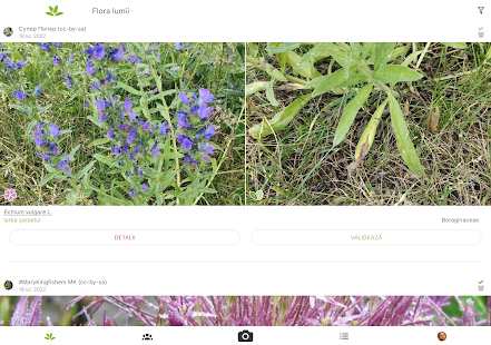 PlantNet Plant Identification Screenshot