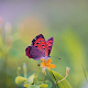 ButterflyWallpaper