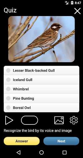 Birds of Russia Field Guide