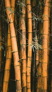 papéis de parede de bambu