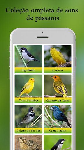Cantos de Pássaros Brasileiros HQ Audio
