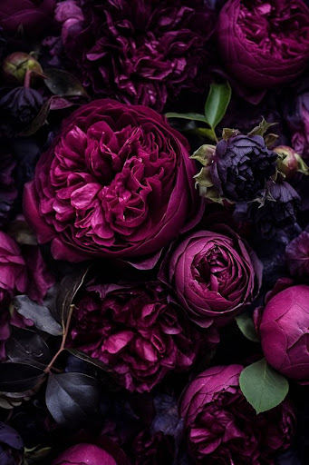 Latest Peony HD Wallpapers