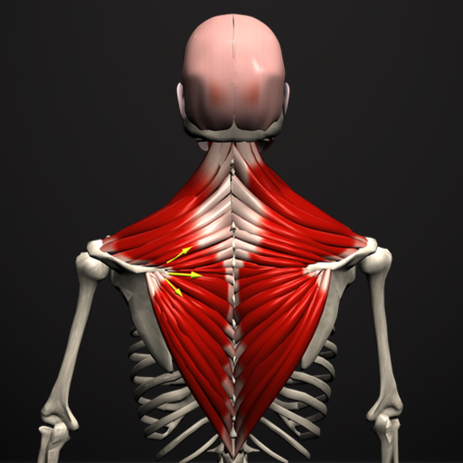 Anatomy by Muscle & Motion  Icon