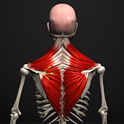 Anatomy by Muscle Motion