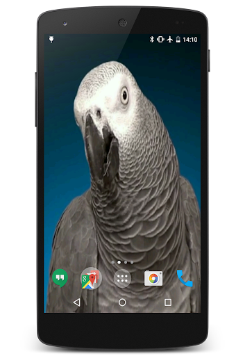 Parrots Video Live Wallpaper Screen 3