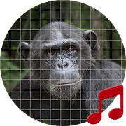 Top 12 Lifestyle Apps Like Chimpanzee Sounds ~ Sboard.pro - Best Alternatives