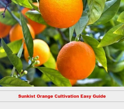 orange cultivation