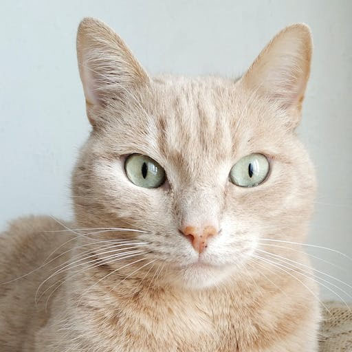 Cat Call Prank logo