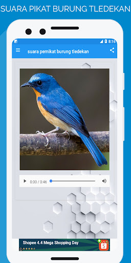 suara pemikat burung tledekan Screen 3