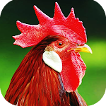 Cover Image of डाउनलोड Rooster Sounds  APK