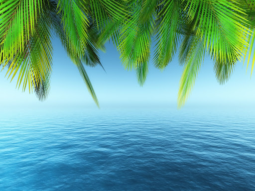 Palm Tree Wallpaper HD - colle
