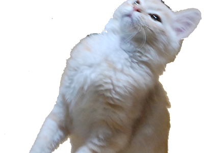 いろいろ モグラ 猫 203398-野良猫