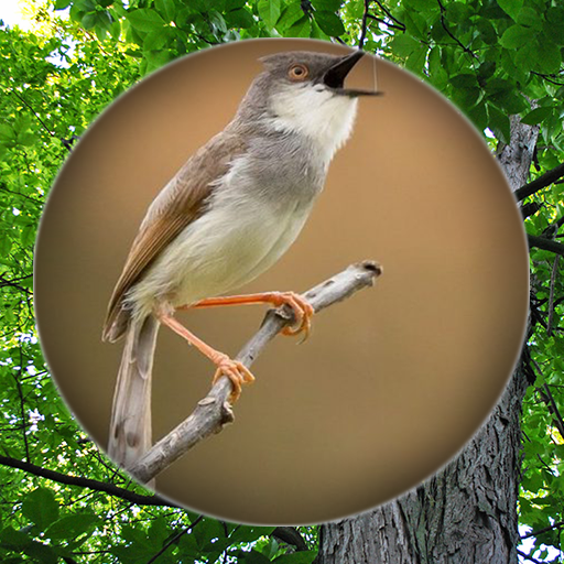 Suara Burung Prenjak Pikat logo