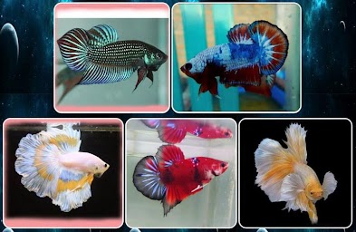 various betta fish