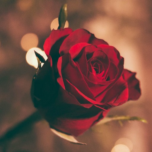 Red rose wallpaper logo