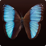 Butterfly Memory - Match Cards icon