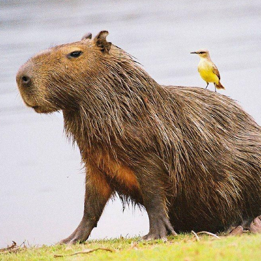 Capybara Squeak Soundboard logo