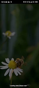 bee sounds