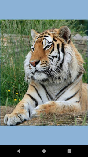 Android application Tiger photo wallpaper screenshort
