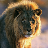 Best Lion Jigsaw Puzzles icon