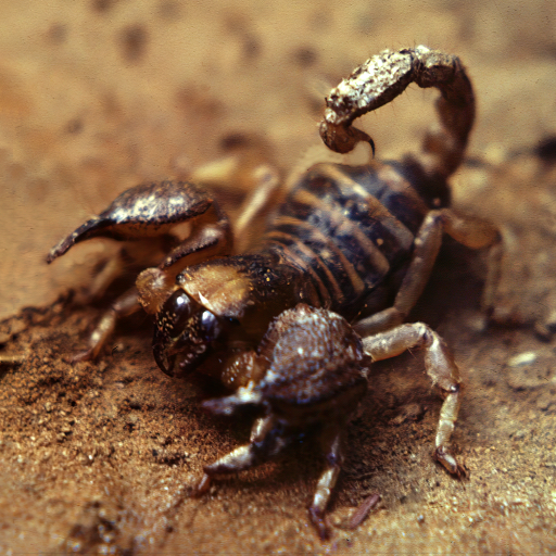 scorpion wallpaper - AppWisp.com