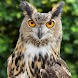 Owl Wallpapers - Androidアプリ