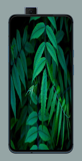 Nature Wallpaper 4k-HD Screen 2