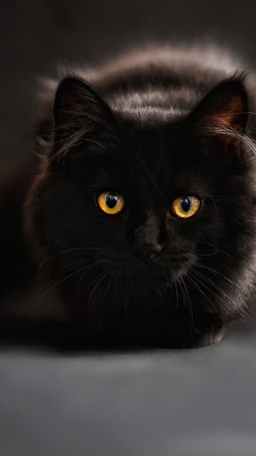 Android application black cat wallpaper screenshort