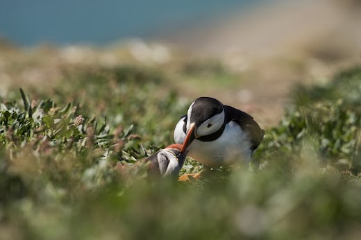 Android application Atlantic Puffin Wallpaper HD screenshot