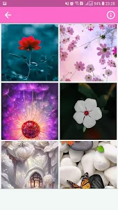 Flower Wallpaper HD