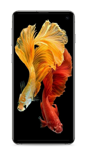 Betta Fish Wallpaper