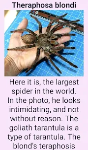 Giant spiders