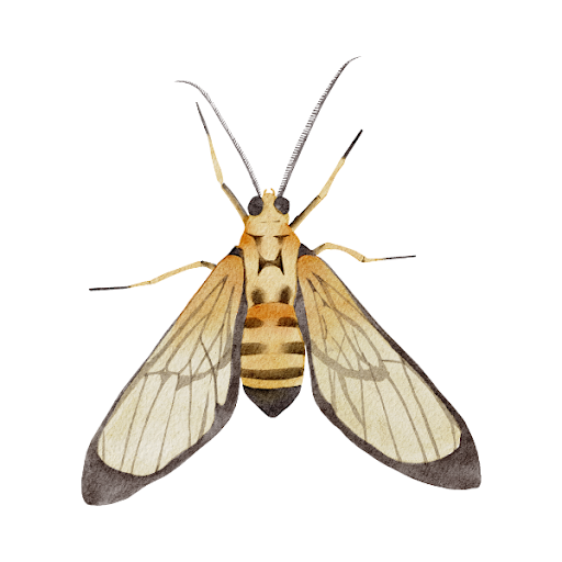 Android application Insect Wallpapers screenshort