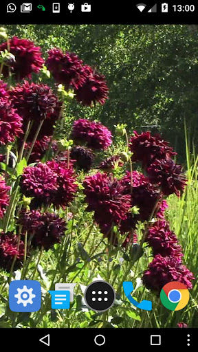 dahlia flower wallpaper Screen 2