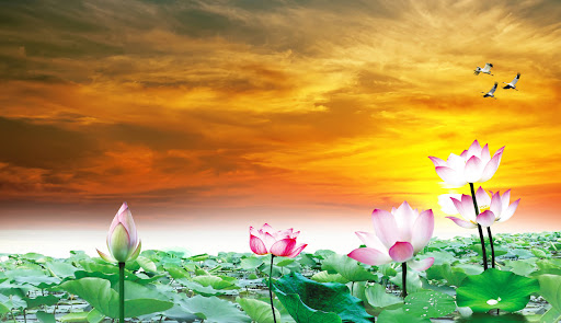 Android application Lotus Wallpaper screenshort