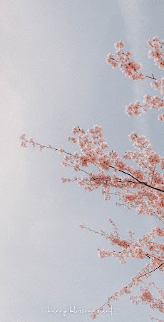 [WISH] 벚꽃 향기 카톡 테마のおすすめ画像5