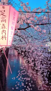 Japanische Sakura Hintergründe