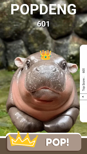 POPDENG - Pop Moo Deng